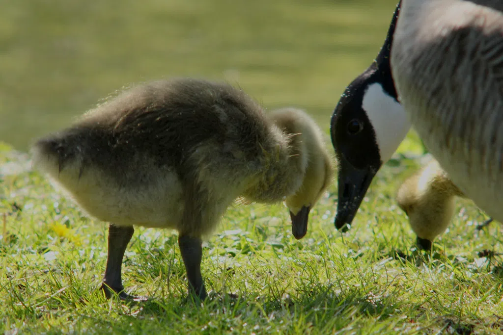 One case of avian influenza confirmed in Belleville | 91X FM CJLX