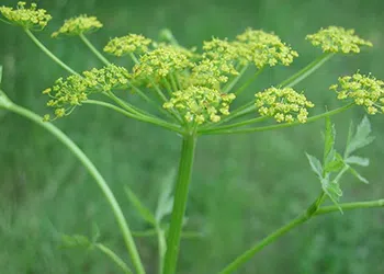 Lower Trent Conservation Combats Wild Parsnip with Innovative Solution