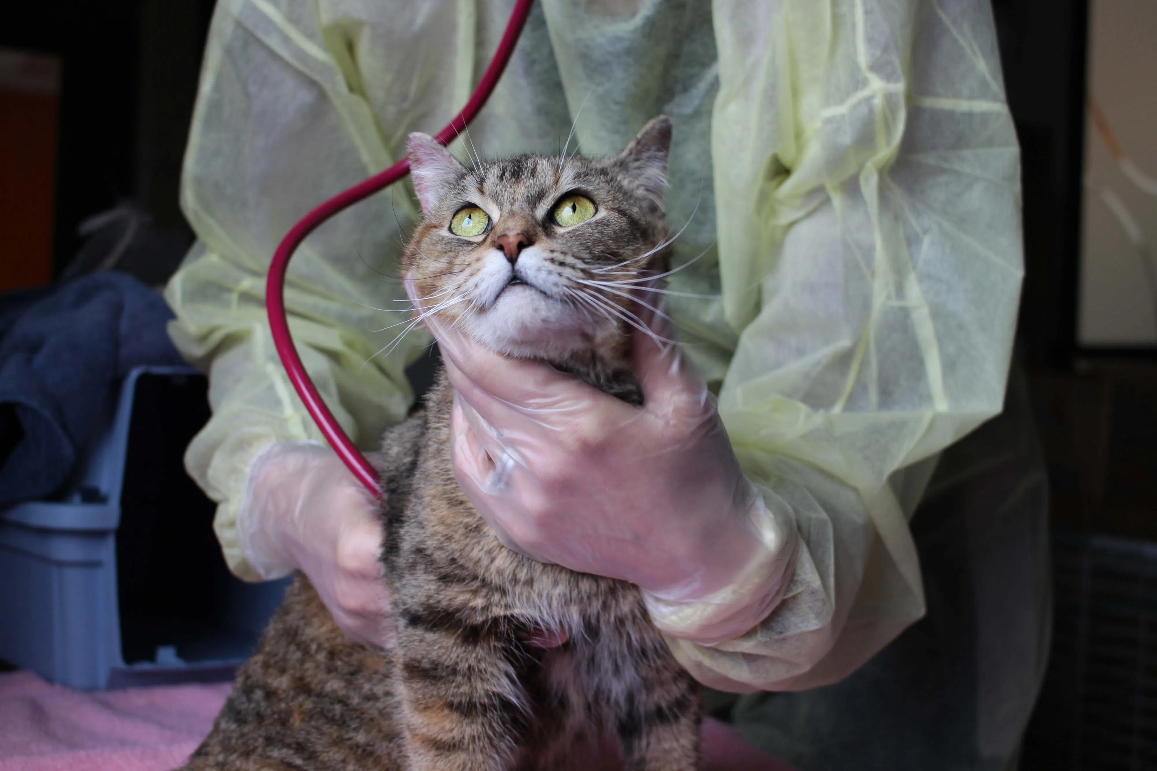 Nominate a local veterinarian