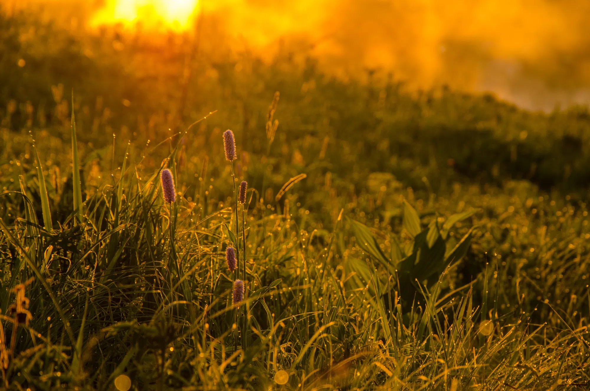 Wildfire smoke arrives in Quinte again