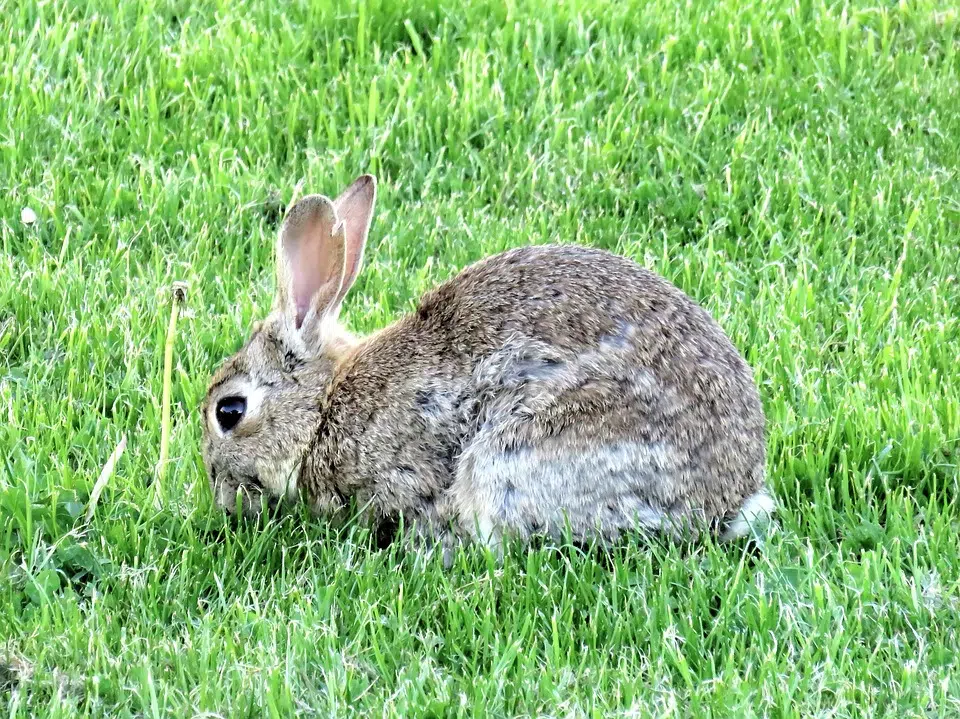 Provincial government warning rabbit owners of new deadly virus