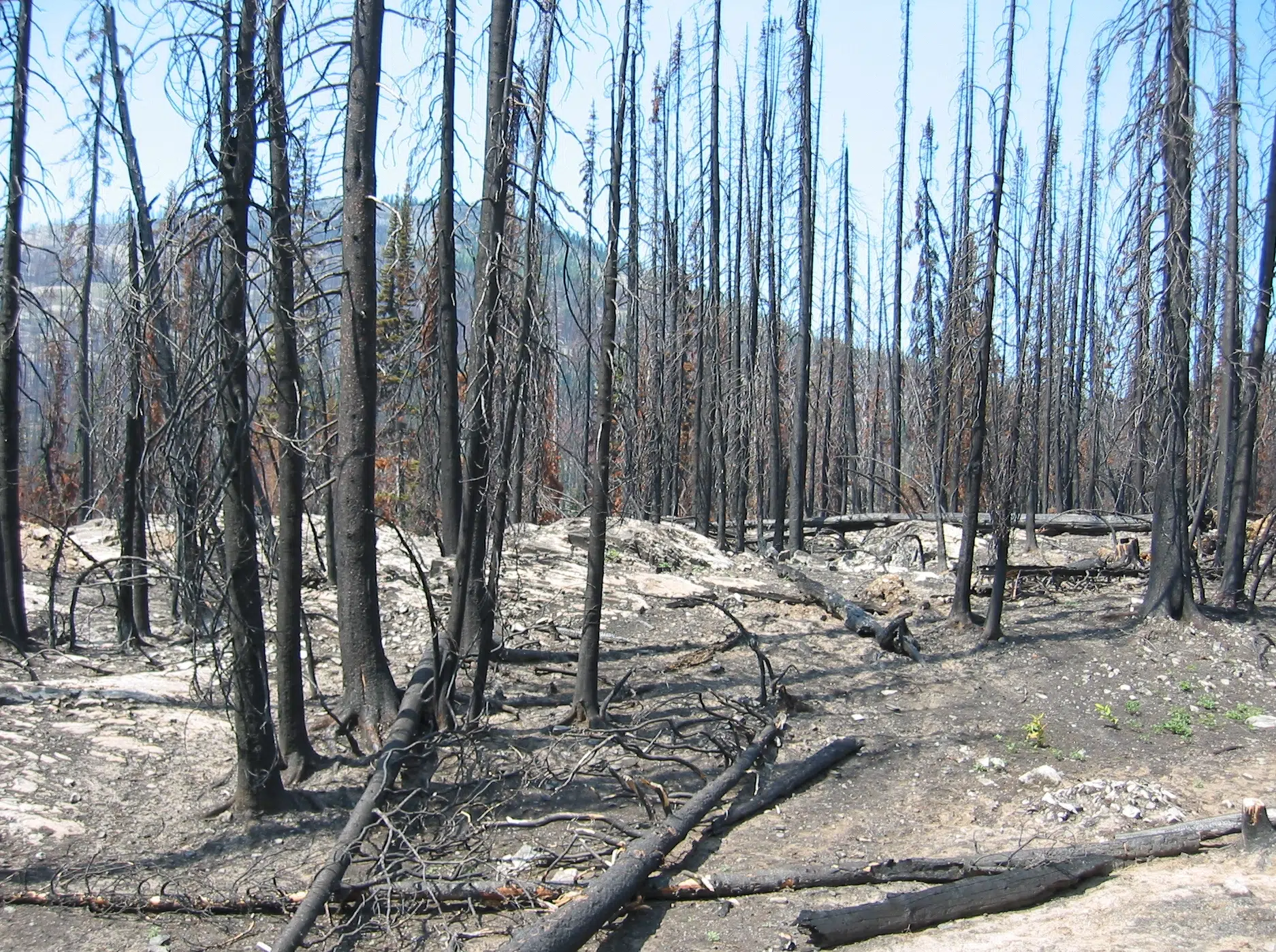 Recent report on residential wildfire recovery in the TNRD found one overriding theme