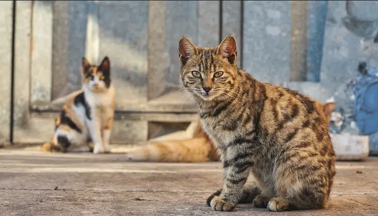 Number of feral cats declines in Kamloops 