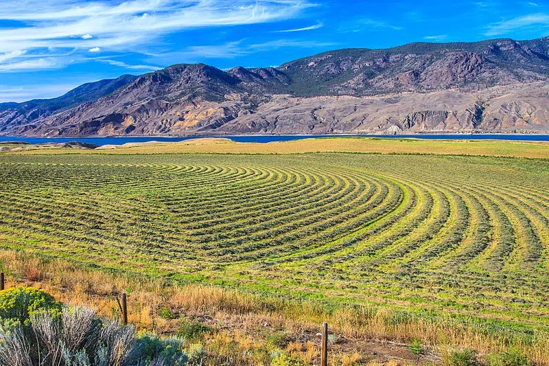 TNRD report findings show the Kamloops region could see an agriculture boost