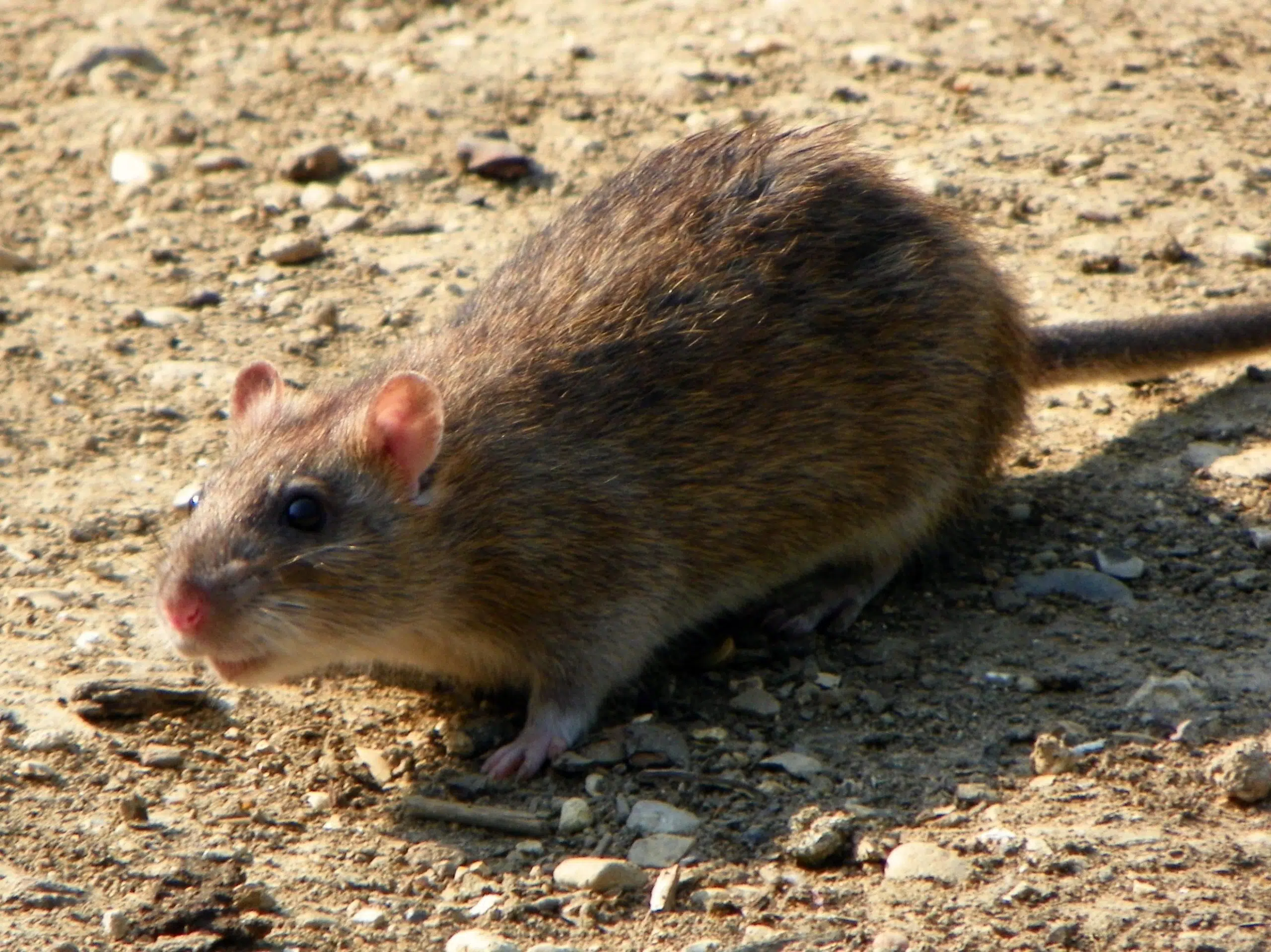 Local pest control expert says the rat problem in Kamloops is getting worse