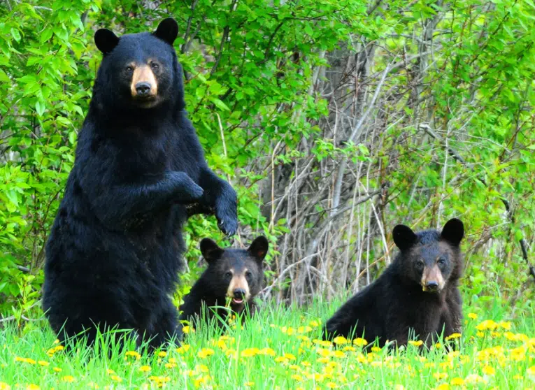 B.C Conservation Service monitoring a so far, bear-minimal spring in Kamloops