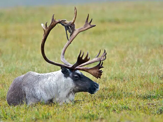The province is giving two-million dollars for caribou habitat restoration in B.C