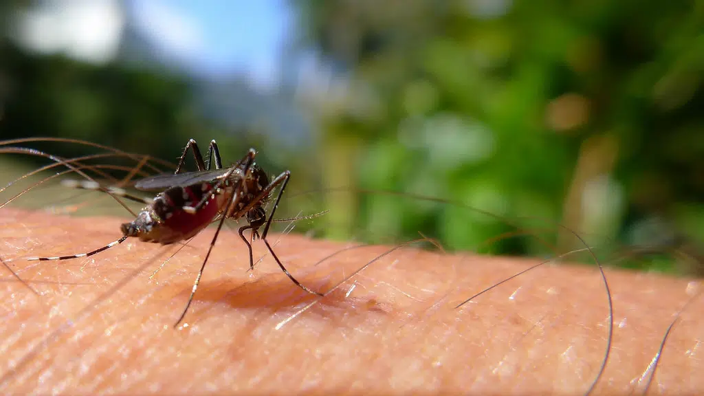 Mosquitoes are back in Kamloops with a vengeance