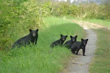 Number of black bears killed in B.C saw a dramatic decrease last month