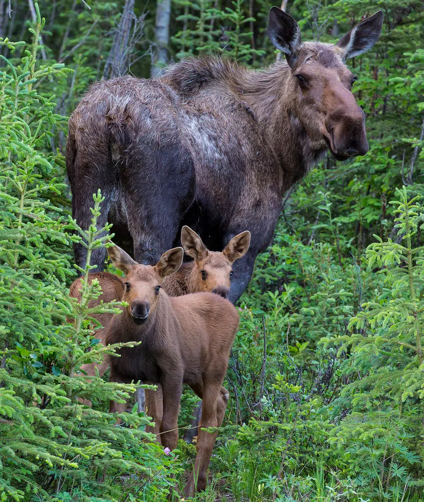 Stakeholders looking to support declining moose population in Cariboo-Chilcotin
