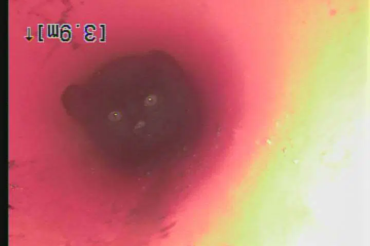 Kamloops kitten caught in pipe rescued by local drain service company