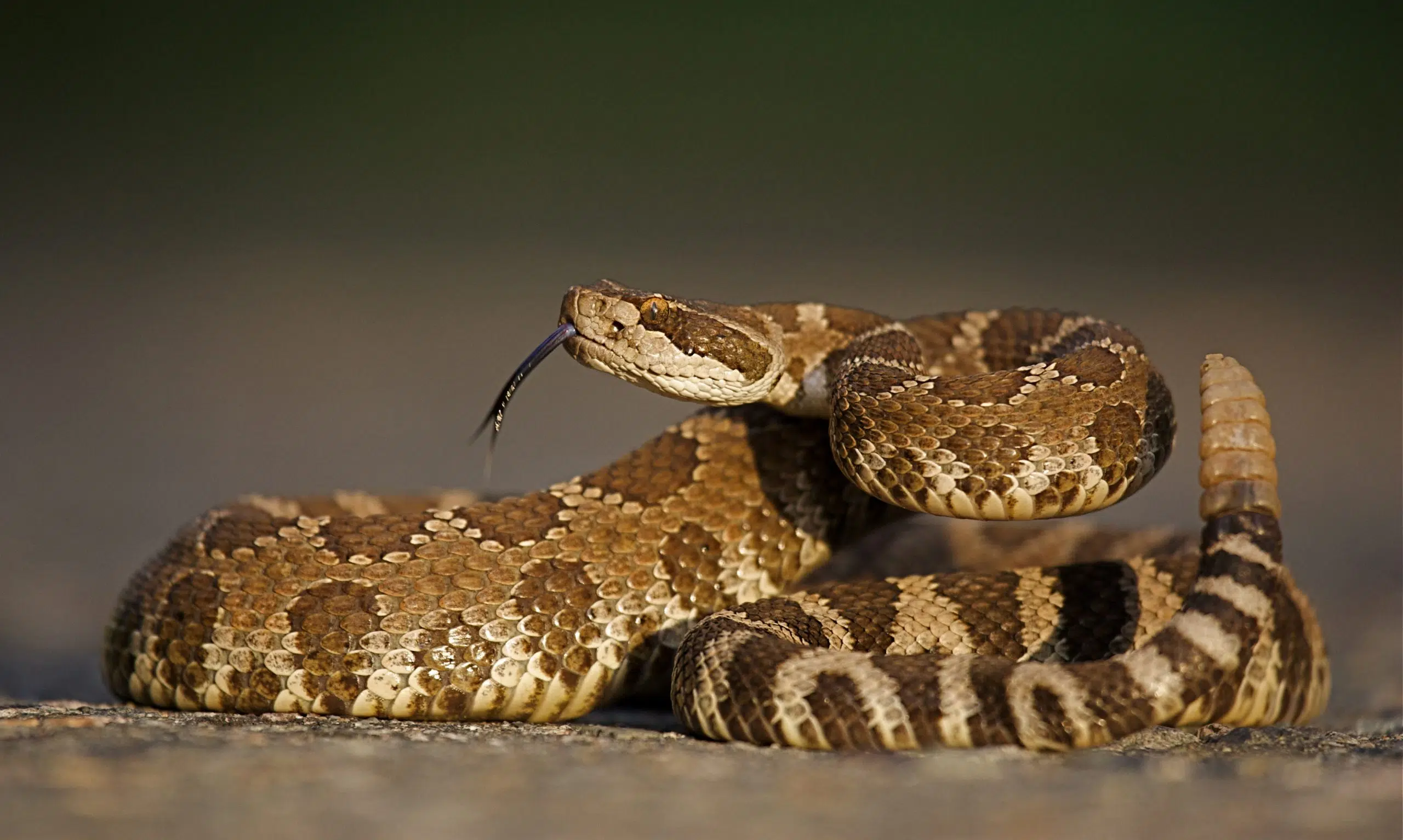 Rattlesnake numbers appear to be declining in the interior 