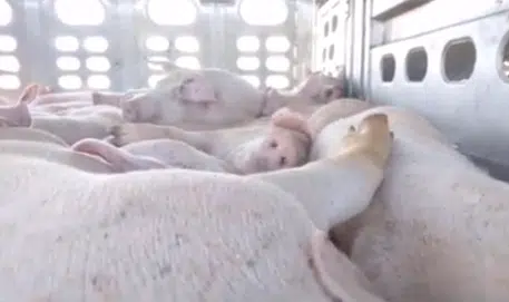 Video of pig transport truck passing through Kamloops prompts investigation