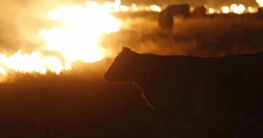 B.C's ranching industry has lost a number cattle during this fire season