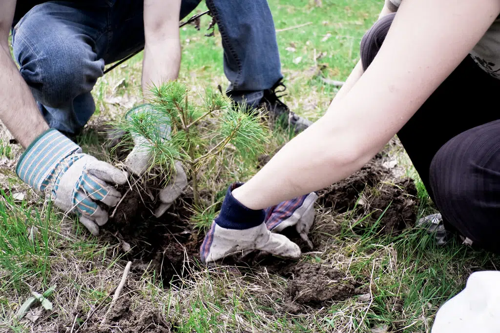 B.C tree planters facing recruitment and retention challenges