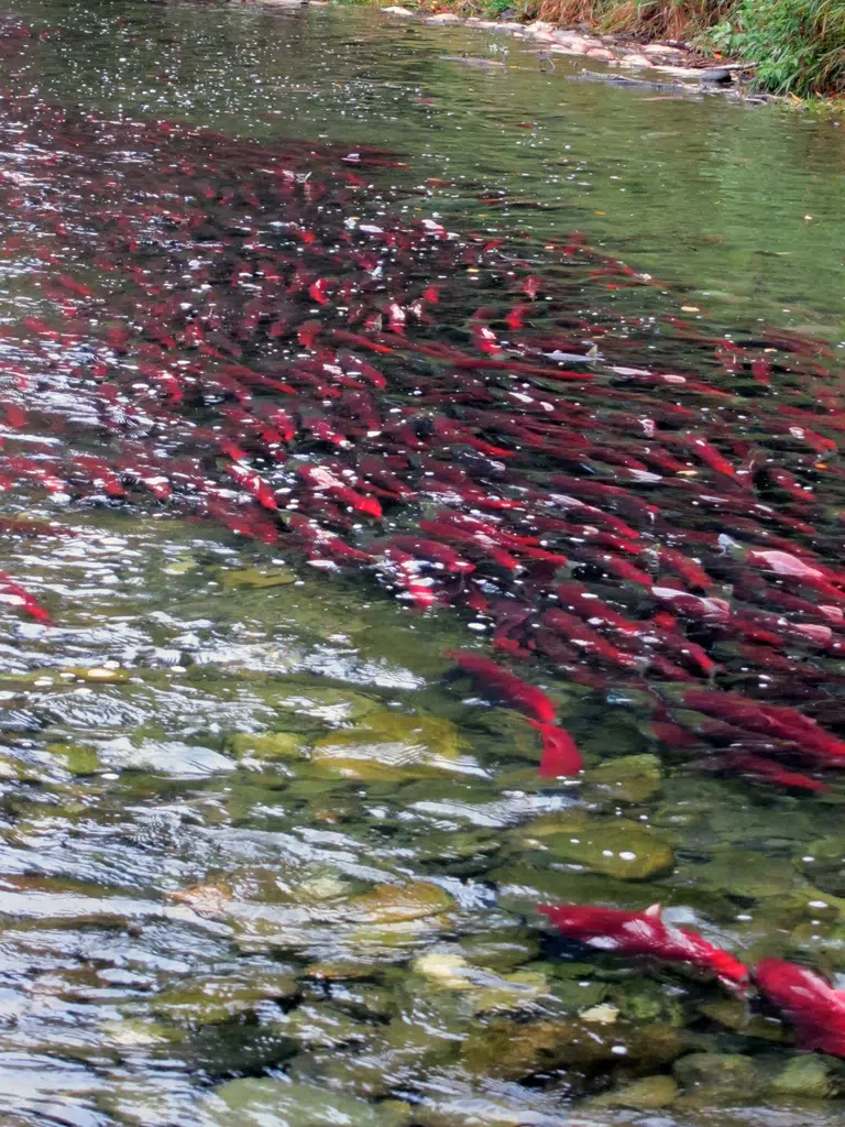 Adams River salmon run numbers expected to peak this week