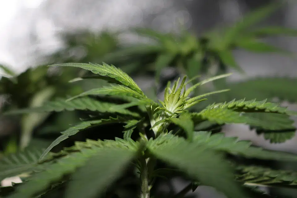 TNRD a Hotspot for Potential Cannabis Production Facilities
