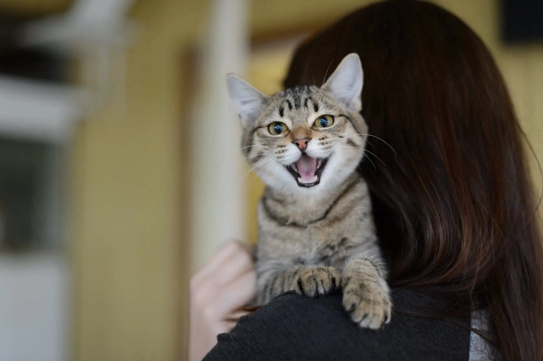 Kamloops SPCA branch brings in spay and neuter program for low-income families to control cat population