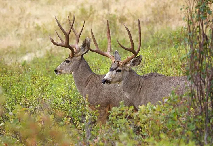 Fines for illegal hunting and fishing more than double in B.C.