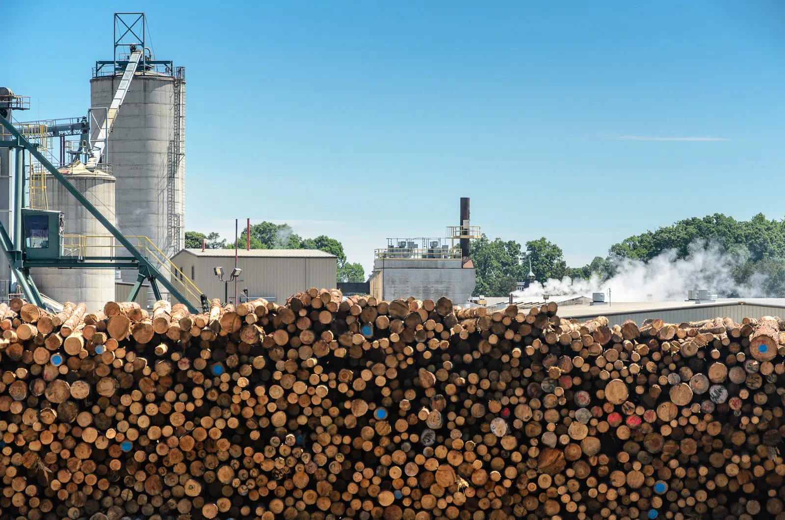 Forest industry in B.C. shrinks by 31 per cent in 2019