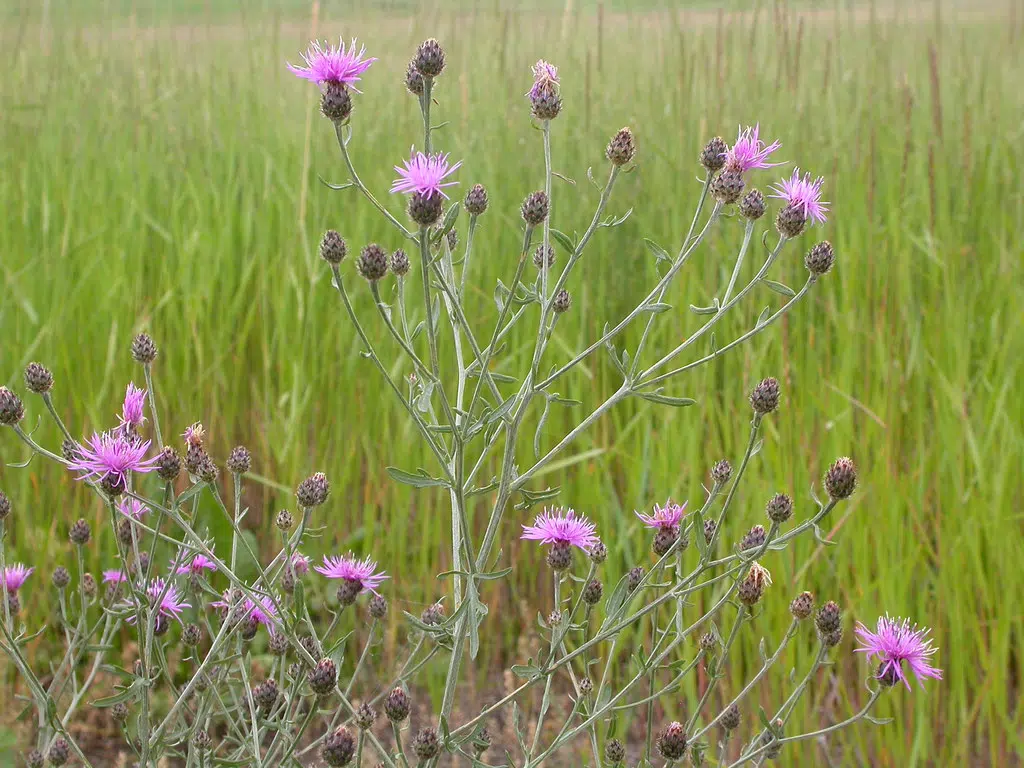 TNRD to fight invasive weeds along the Coquihalla