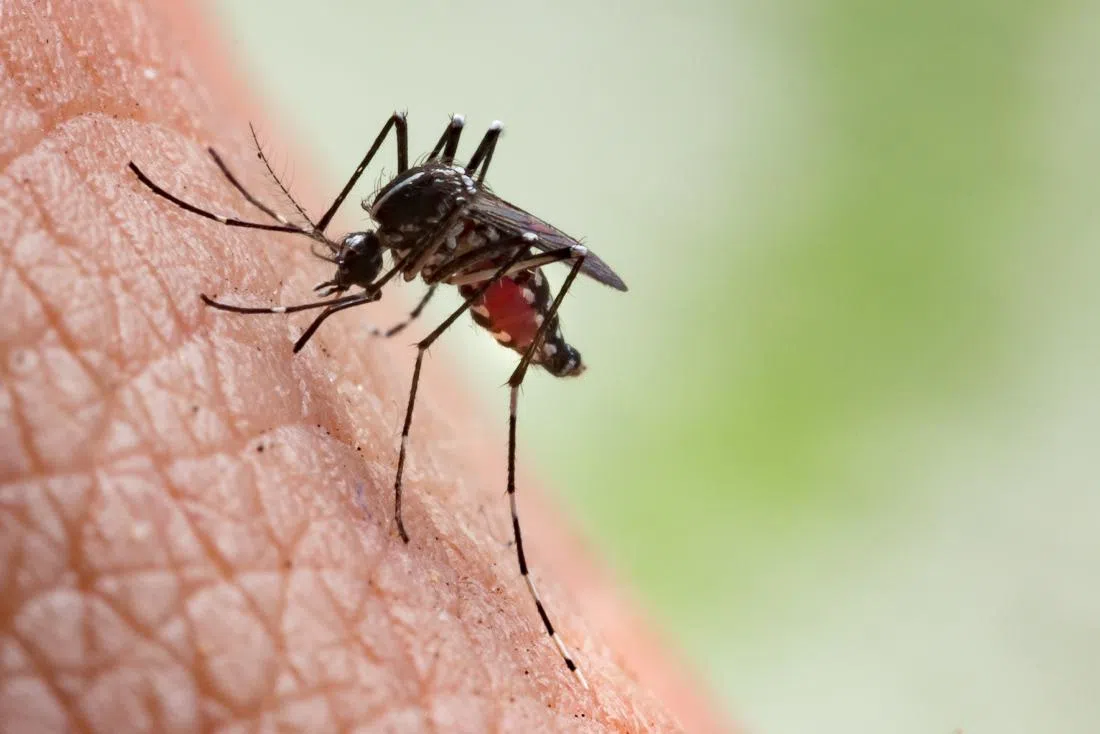 Helicopter Mosquito Control Flights Begin This Week in the North Thompson