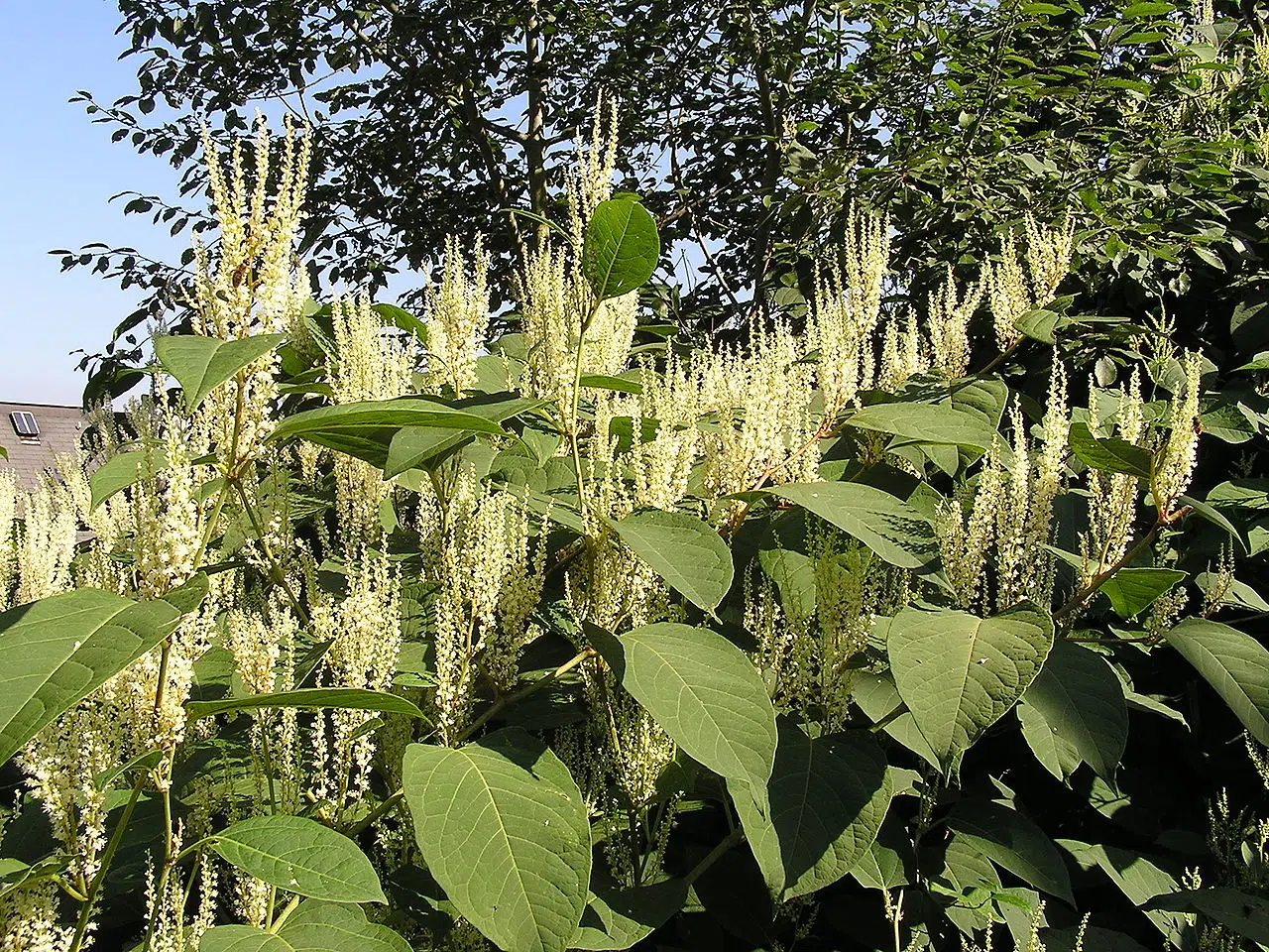 Invasive Japanese knotweed takes root in TNRD