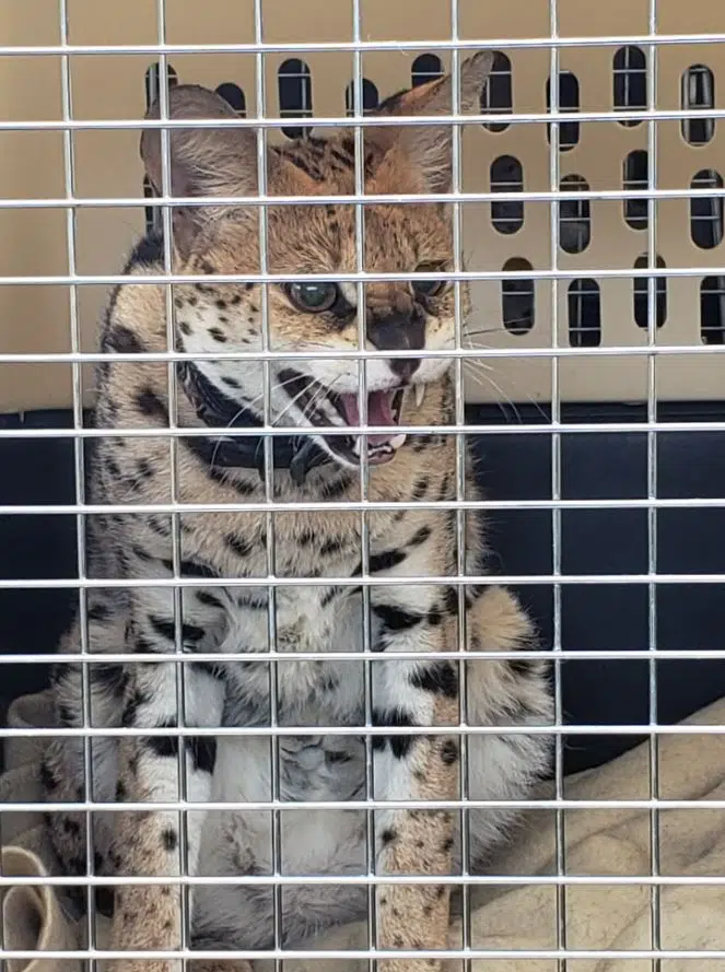SPCA says province should consider banning exotic serval cats after Little Fort seizure; breeder under medical care
