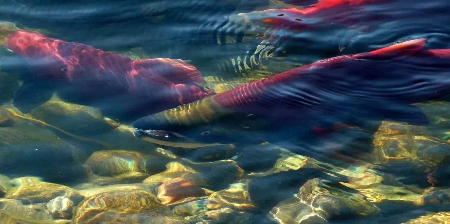 Sockeye salmon returns far lower than expected in the Fraser River