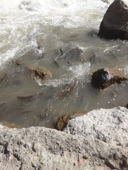 Help coming from all over Canada as officials work to save the salmon at Big Bar rock slide