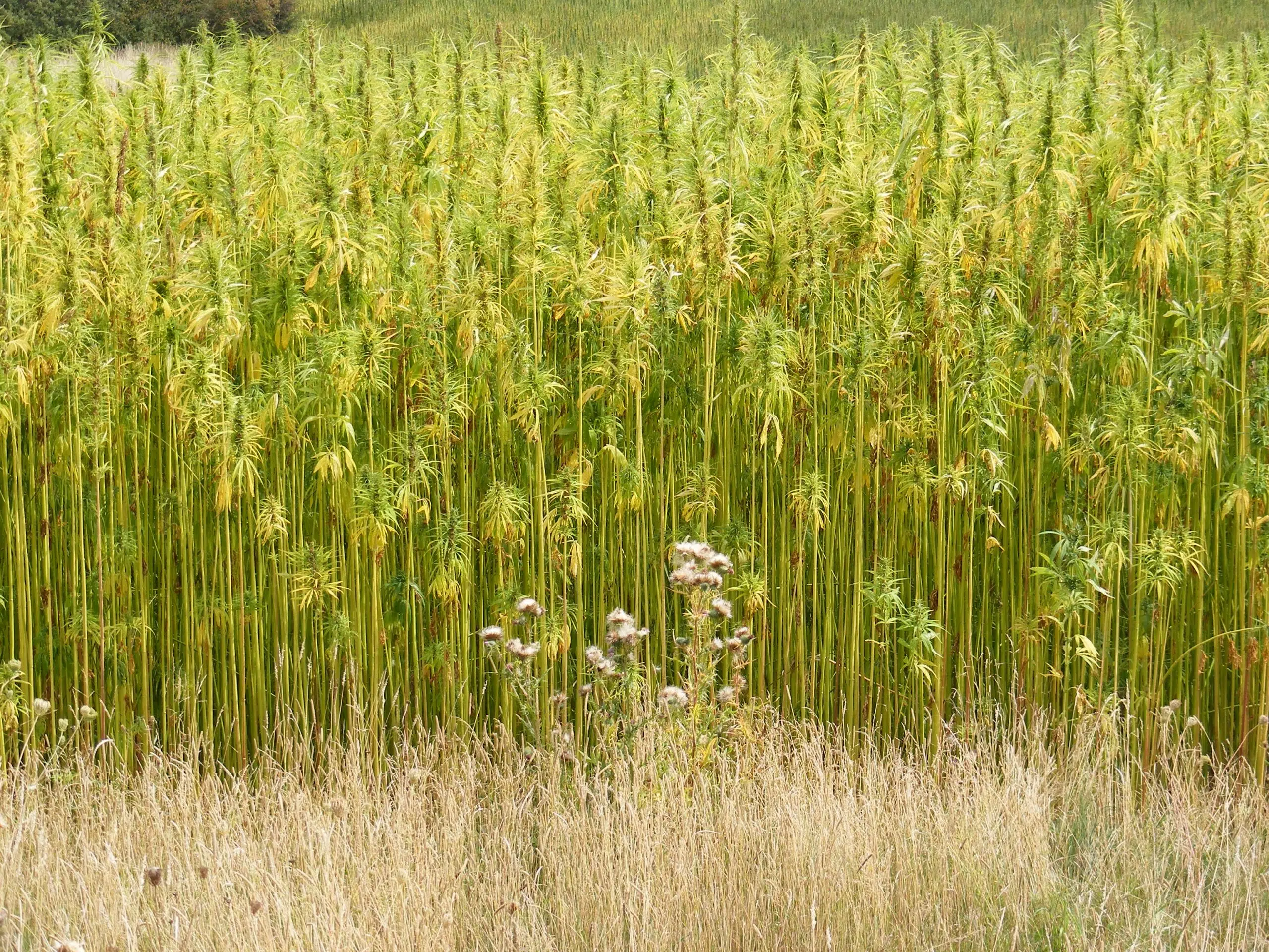 No green light for government growing hemp in the Thompson-Nicola region