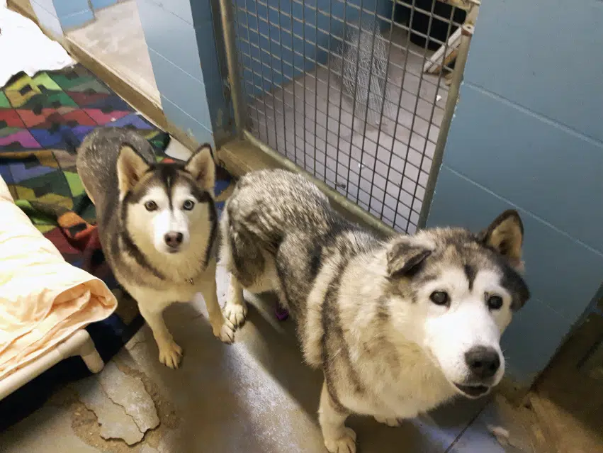 Nearly two-dozen neglected huskies surrendered by owner east of Kamloops