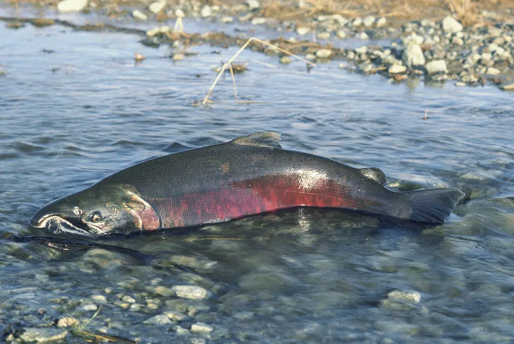 Most Chinook salmon runs in southern B.C. at imminent risk of extinction, according to DFO