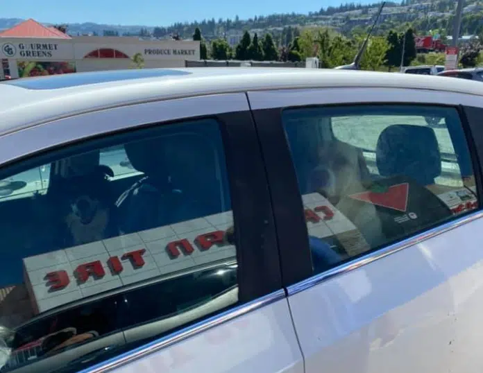 Kamloops woman 'horrified' after big dogs in stifling hot car for more than 30 minutes