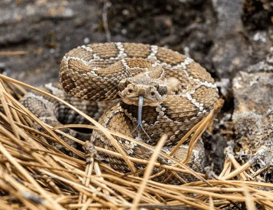 WildSafeBC advises how to prevent rattlesnake encounters, after Kamloops woman gets bit at Cooney Bay