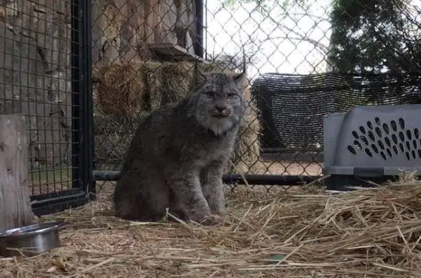 Lynx spotted walking on Kamloops North Shore being treated at BC Wildlife Park