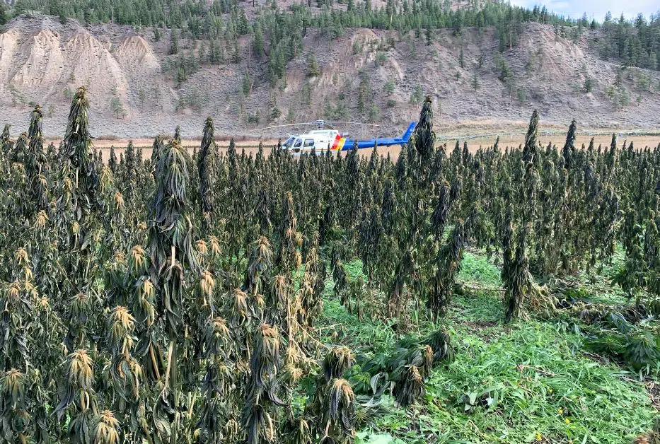 Search warrant leads to destruction of more than 100,000 cannabis plants at illegal grow-op near Merritt