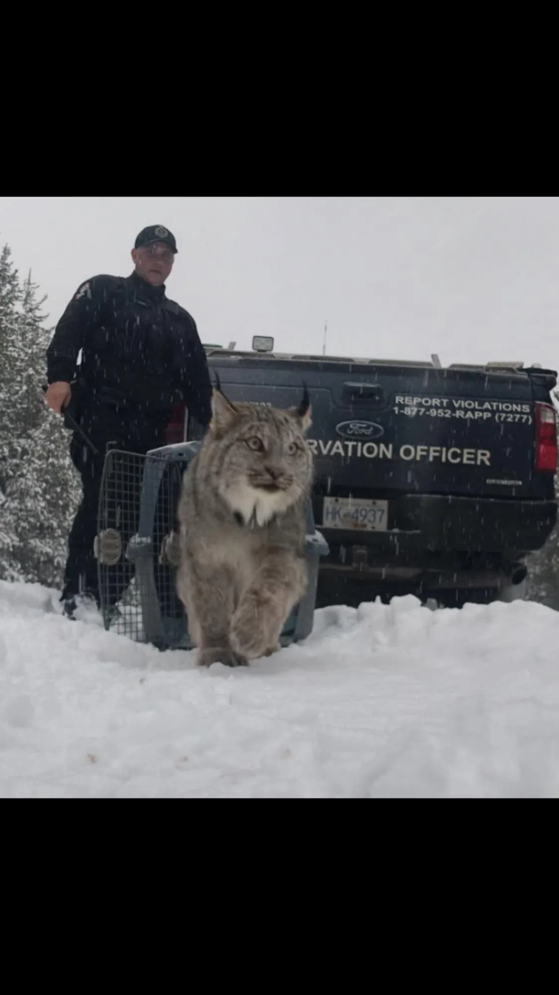 Lynx released into the wild after recovering in Kamloops