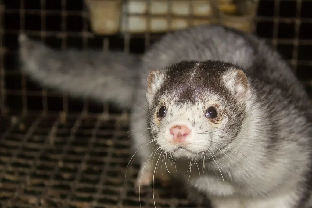 Mink on Fraser Valley farm test positive for virus that causes COVID-19 in humans
