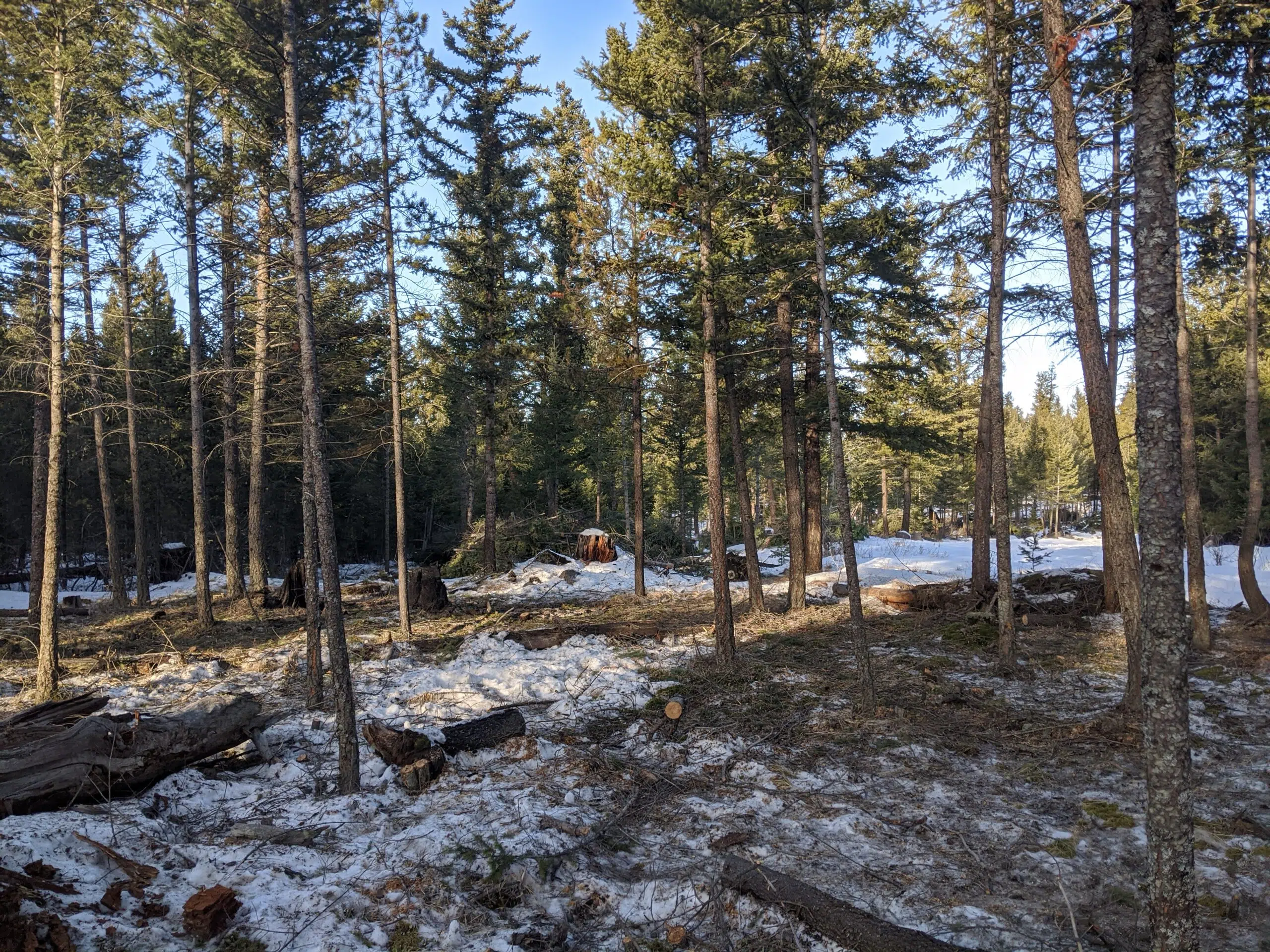 Forest fuel mitigation project reduces wildfire risk in part of southern Cariboo