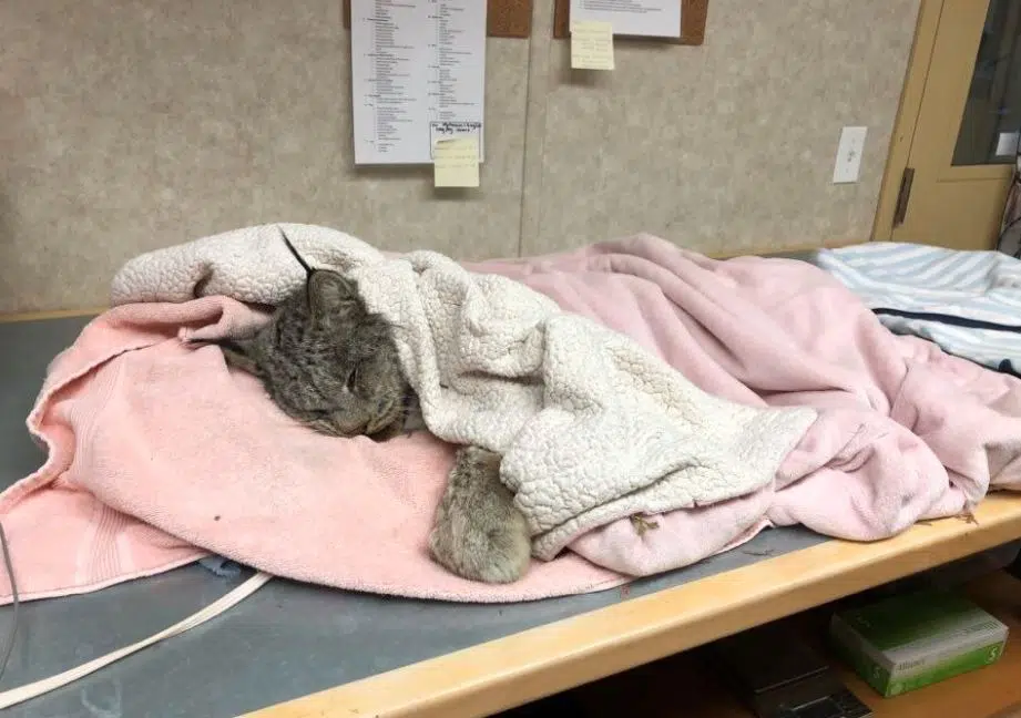 BC Wildlife Park caring for lynx spotted by Brocklehurst residents