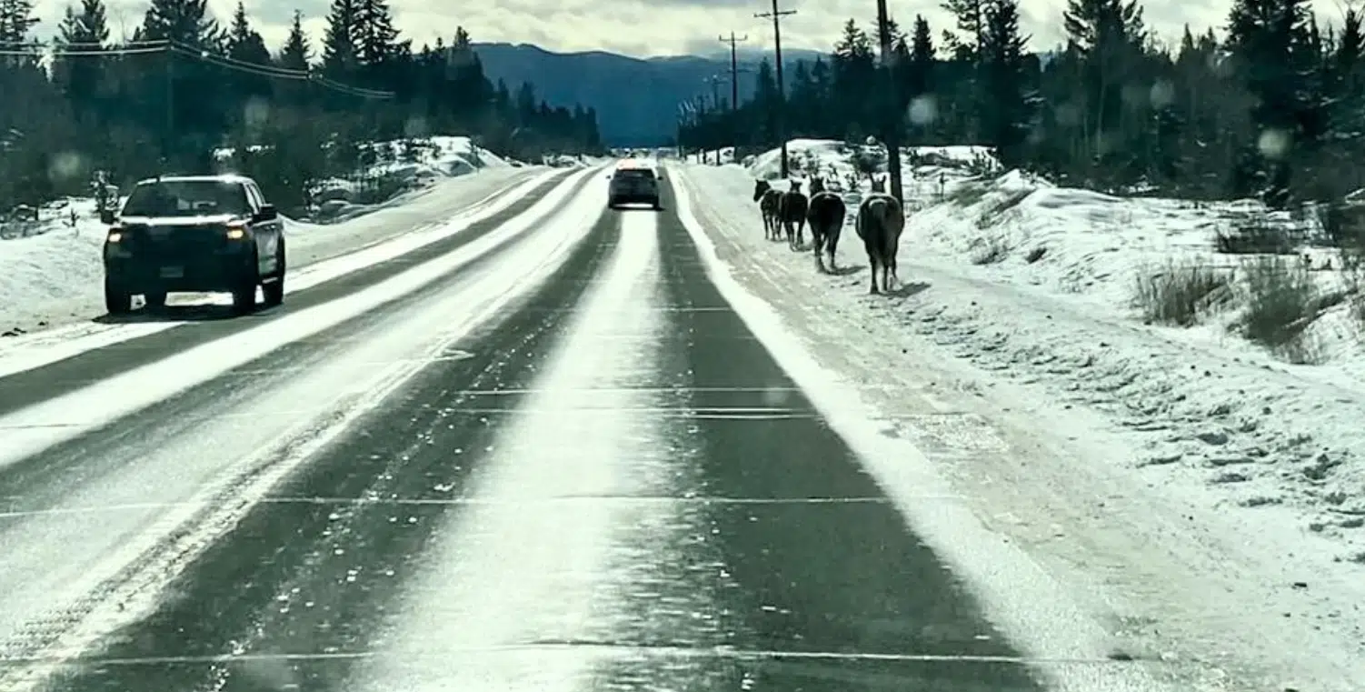 Conservation Officers wrangle horses trotting up Highway 97 near Clinton