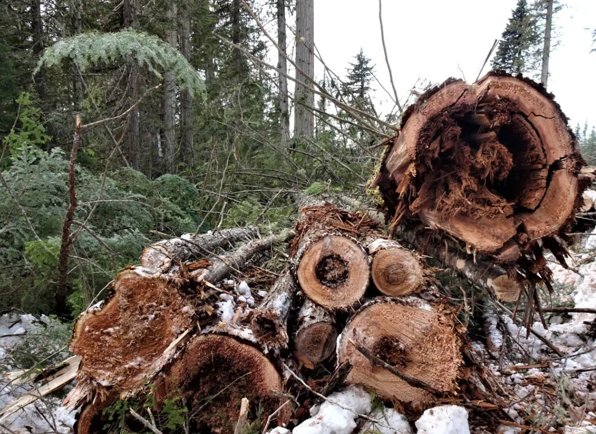 Clearwater mayor optimistic about the future of forestry in the North Thompson Valley