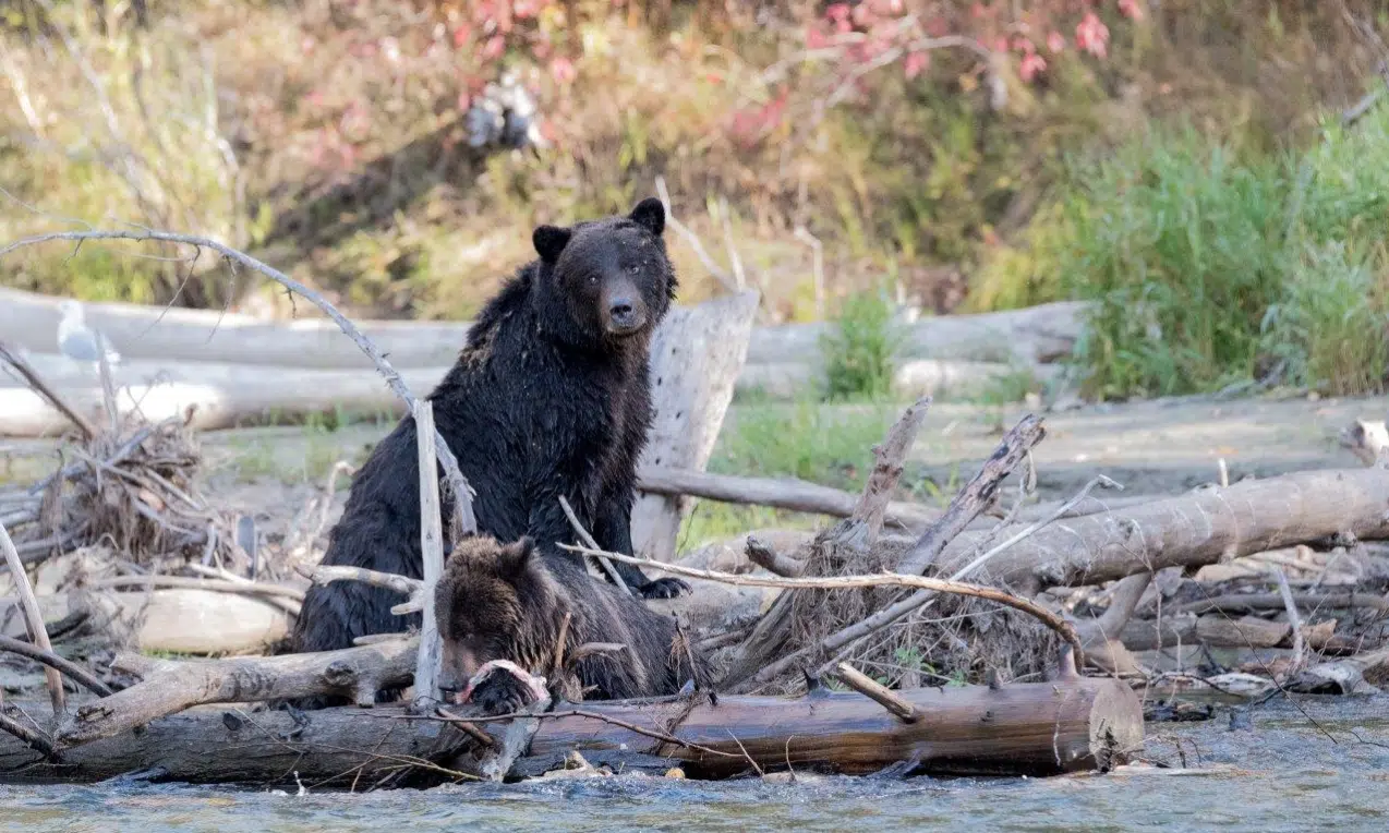 Shuswap man avoids serious injuries after being attacked by grizzly bear Radio NL Kamloops News