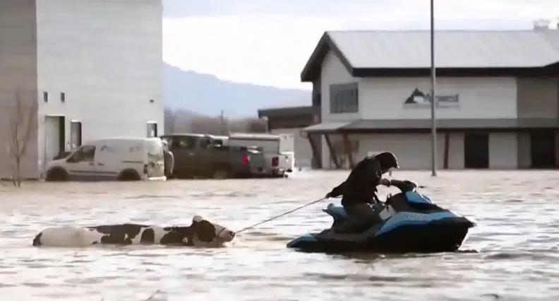 'Heartbreaking situation' as thousands of animals have died in B.C. floods: minister