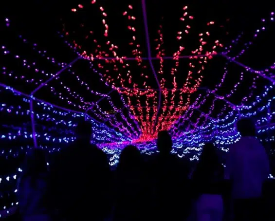 Wildlights returning to BC Wildlife Park this Friday after COVID-19 hiatus
