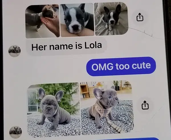 Merritt resident out $1,600 in online puppy scam