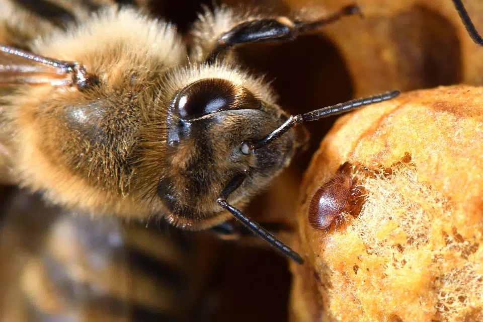 Bee expert eager as BC researchers develop new treatment to control deadly bee mites