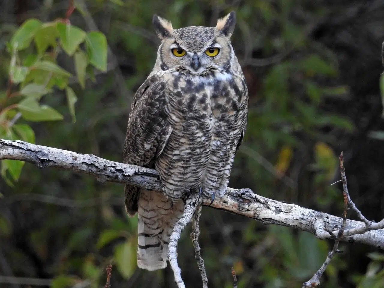 Overlander GM says it expects aggressive owl to stop harassing guests soon