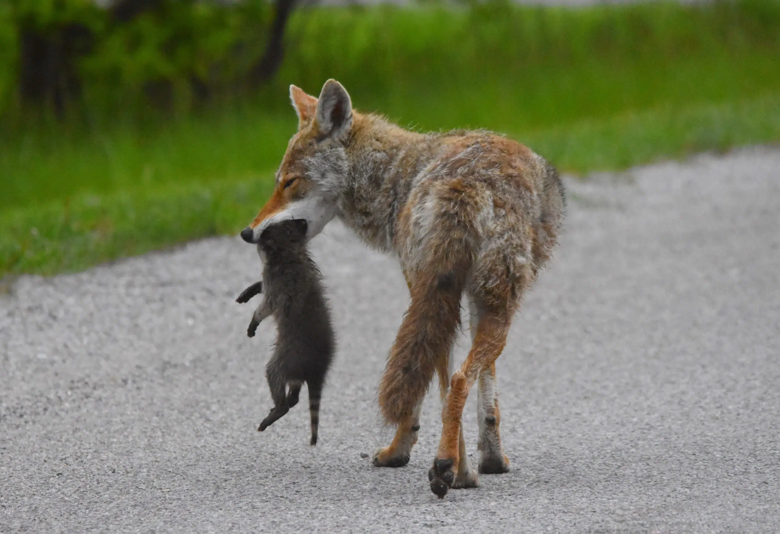 Wildsafe BC warns of Coyotes in Kamloops area